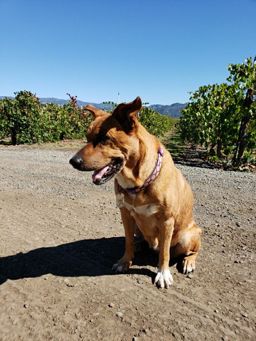 We Just Want to Drink Wine and Pet Dogs at Trentadue Winery